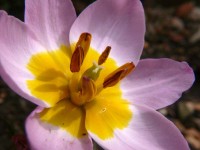 /album/plants/plant-20-jpg/